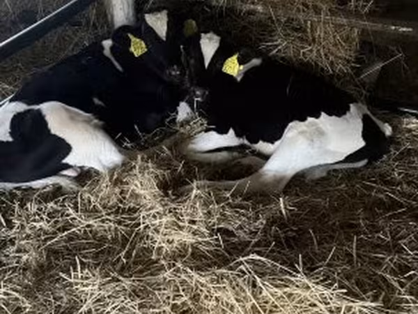 گاو نر, Russian Black pied cattle