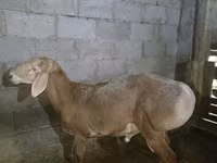 Cừu đực, Arashan sheep — ảnh 5