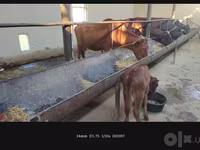 Կով, Simmental cattle — լուսանկար 1