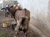 بز ماده, Alpine goat — عکس 1
