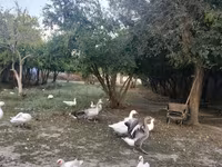 Geese — Foto 2