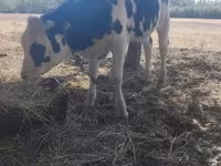 Tyre, Russian Black pied cattle — foto 1
