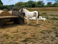 Kuda betina, Horses — foto 1