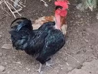 Chickens — photo 3