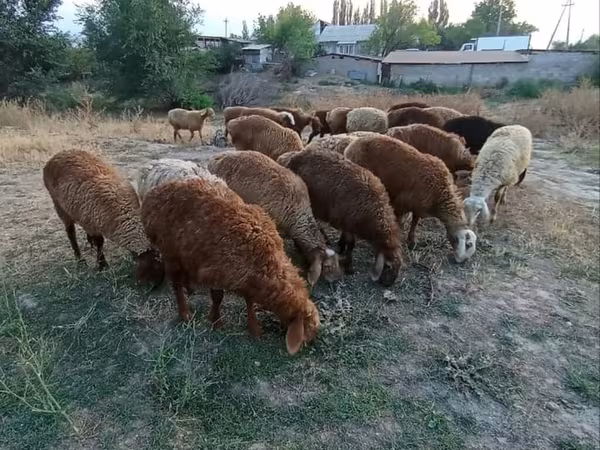 Sheep, Sheep — Kyrgyzstan