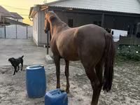 اسب نر, Kazakh horse — عکس 1