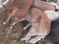 Býk, Simmental cattle — foto 2