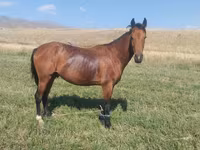 Horse (M), Horses — photo 4
