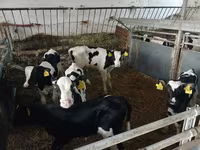 Kvæg (parti, køn ikke angivet), Russian Black pied cattle — foto 2