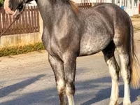 Hingst, Heste — foto 2