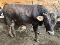 Toro, Swiss cattle — foto 2