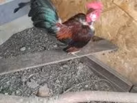 Chickens — عکس 4