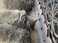 በግ, Sheep — ፎቶ 3