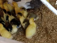 Ducks — foto 2