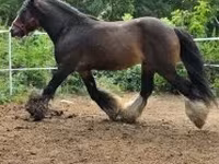 Айғыр, Gypsy horse — 3-сурет
