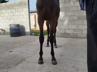 اسب نر, Thoroughbred horse — عکس 6