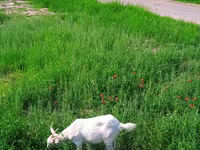 Буз, Saanen goat — акс 1