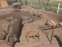 Varkens (partij, geslacht niet gespecificeerd), Дюрок — foto 3