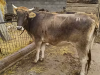 گاو ماده, Swiss cattle — عکس 2