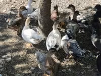 Ducks — ፎቶ 4