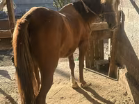 Kuda betina, Horses — foto 2