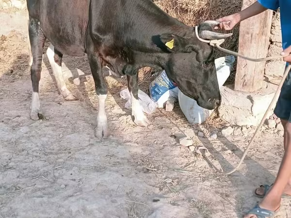 암소, Latvian Blue cattle