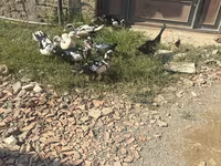 Ducks — عکس 4
