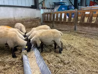 Sheep, White Suffolk sheep — photo 2