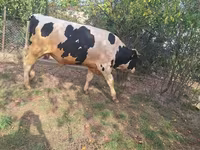 Toro, Russian Black pied cattle — foto 5