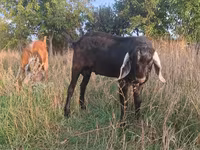 ஆண் வெள்ளாடு, Nubian Goat — புகைப்படம் 1