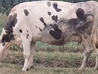 Mucca, Russian Black pied cattle — foto 3