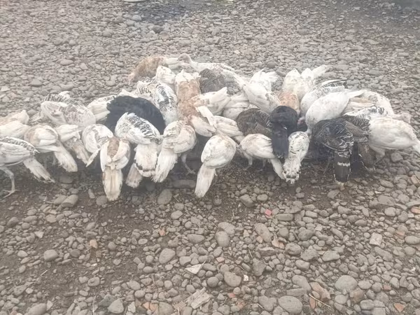 Turkeys — Azerbaijan