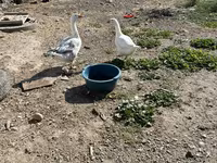 Geese — foto 1