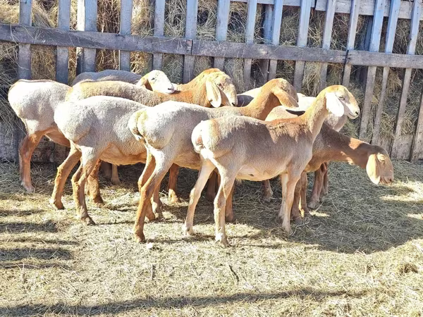 میش, Arashan sheep