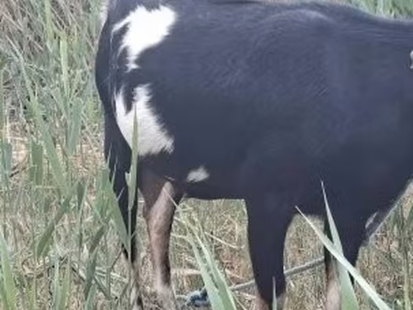 母山羊, Goats