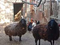 میش, Karabakh sheep — عکس 5