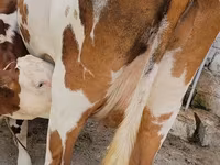 Kuh, Simmental cattle — Foto 6