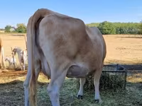 Kuh, Limousin-Kuh — Foto 7