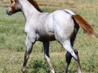 பெண் குதிரை, Quarter Horse — புகைப்படம் 4