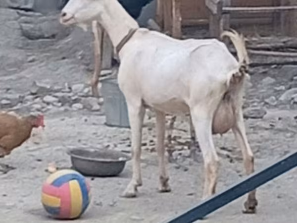 Koza, Alpine goat