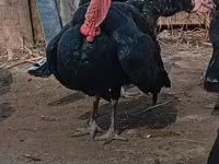 Turkeys — عکس 3