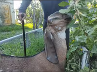 Koza, Beetal goats — zdjęcie 2