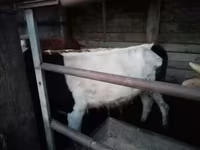 سانڈ, Simmental cattle — تصویر 6