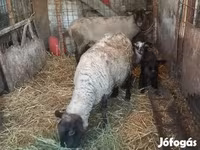Хонь, White Suffolk sheep — 4 зураг