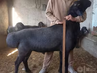 Beran, Hissar sheep — foto 1