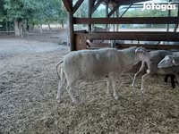 Ոչխար, Lacaune sheep — լուսանկար 7