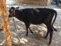 گاو ماده, گاو — عکس 3