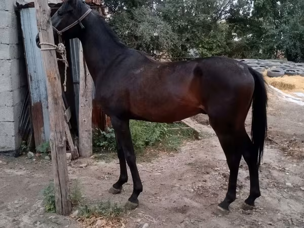 At, Thoroughbred horse