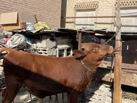 گاو نر, گاو — عکس 3
