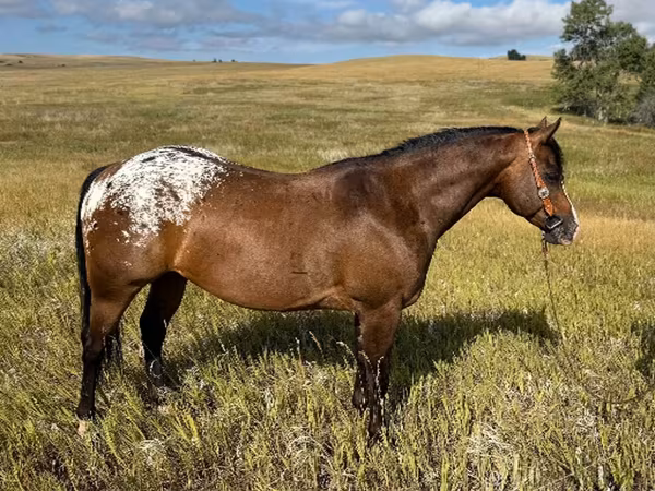 ม้าตัวผู้, Horses of Sable Island